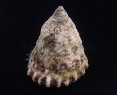 Tectus fenestratus