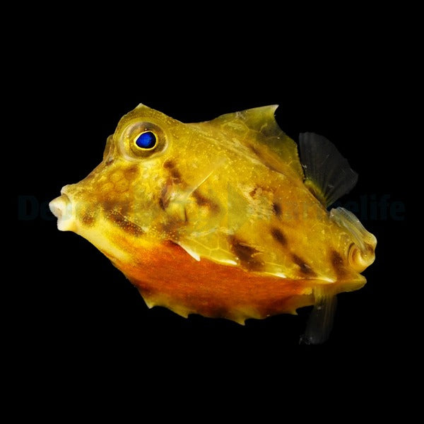 Tetrosomus gibbosus