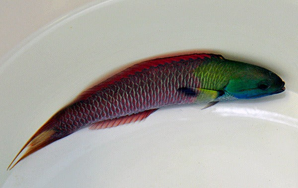 Thalassoma amblycephalum