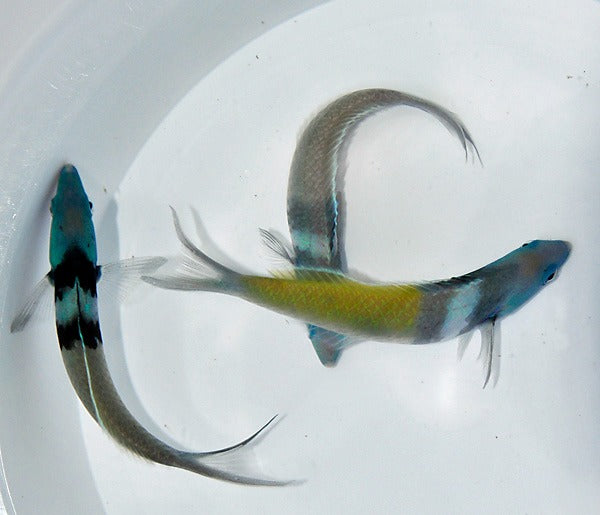 Thalassoma bifasciatum