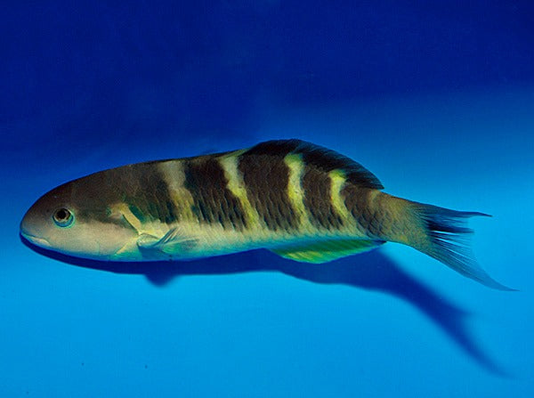Thalassoma jansenii