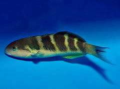 Thalassoma jansenii