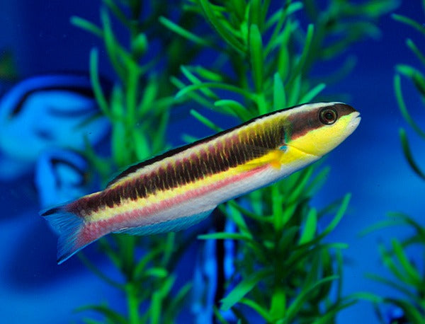 Thalassoma lucasanum (female)