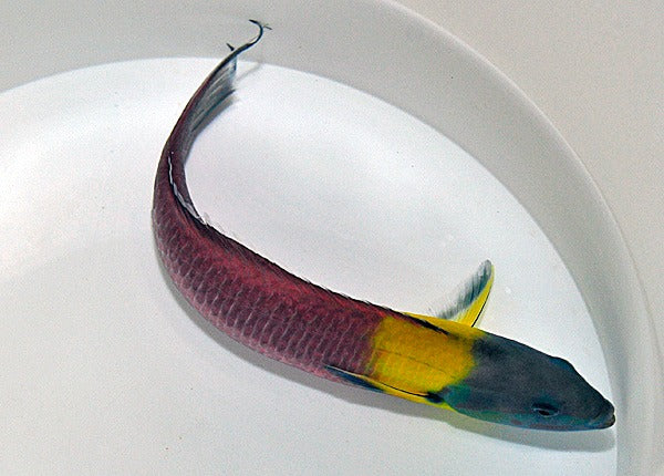 Thalassoma lucasanum (male)