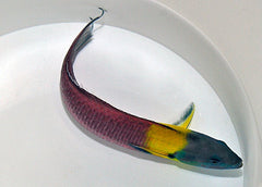Thalassoma lucasanum (male)