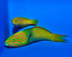 Thalassoma lutescens