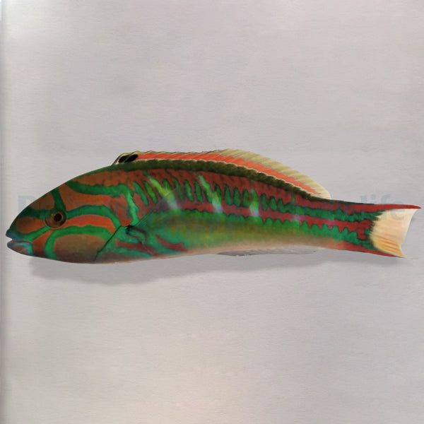 Thalassoma quinquevittatum