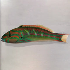 Thalassoma quinquevittatum