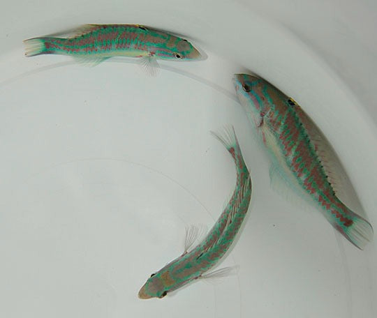 Thalassoma quinquevittatum