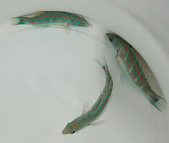 Thalassoma quinquevittatum