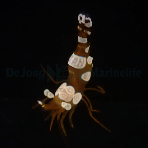 Thor amboinensis