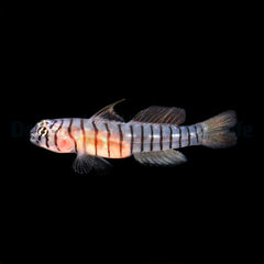 Tigrigobius macrodon - DJM Bred