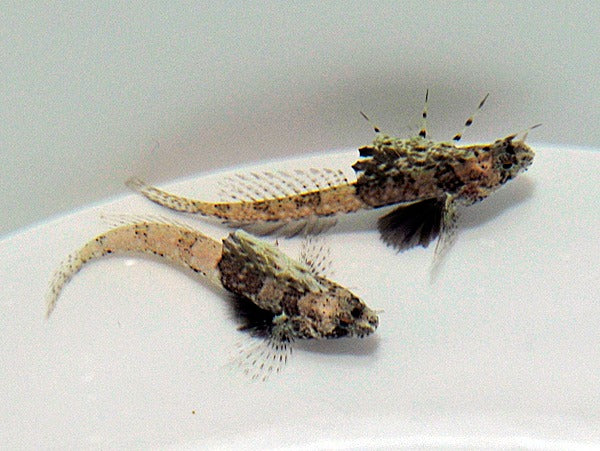 Tomiyamichthys nudus
