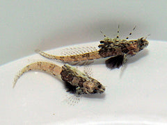 Tomiyamichthys nudus