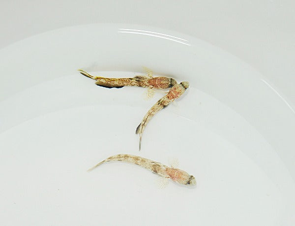 Tomiyamichthys oni