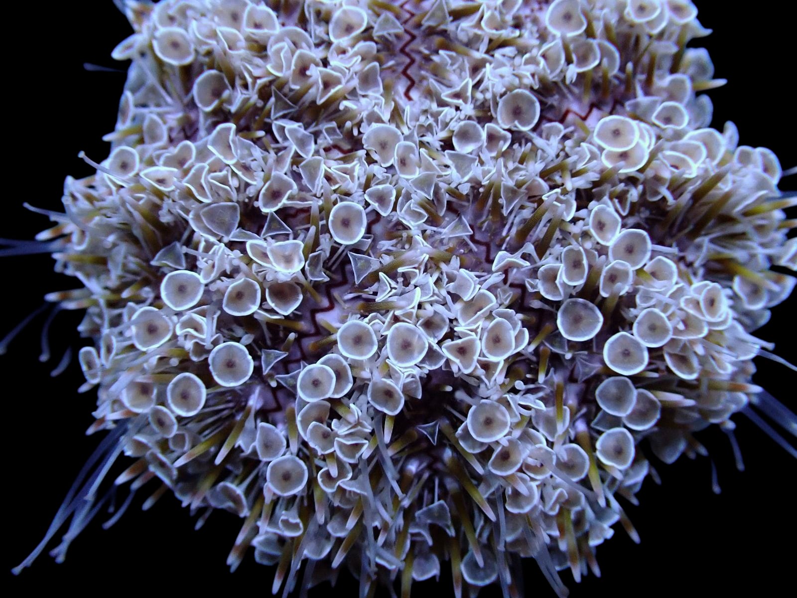 Toxopneustes pileolus