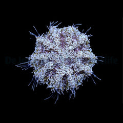 Toxopneustes pileolus