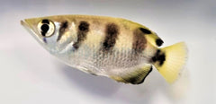 Toxotes jaculatrix