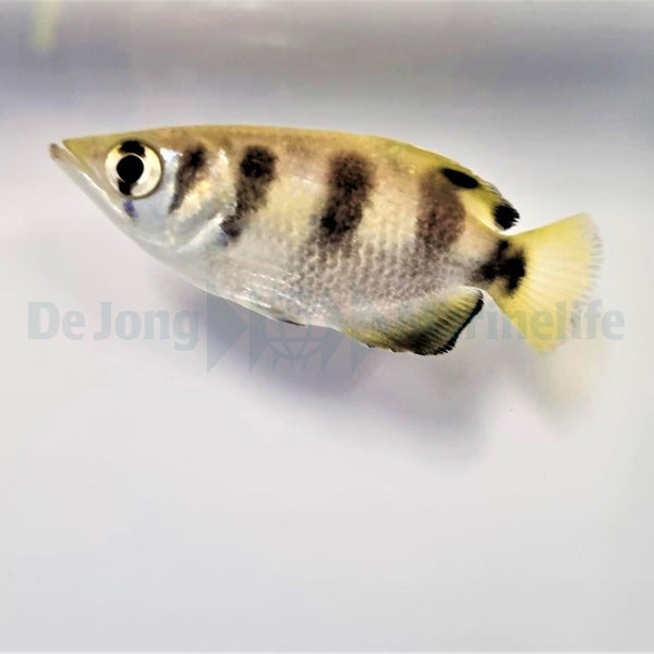 Toxotes jaculatrix