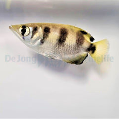 Toxotes jaculatrix