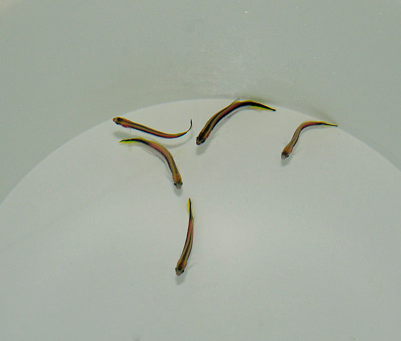 Trachinops taeniatus (Temperate water)