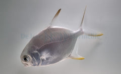 Trachinotus blochii