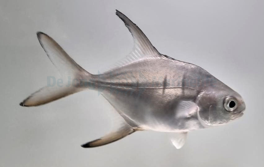 Trachinotus goodei - T.B.