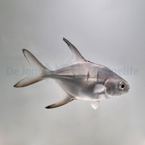 Trachinotus goodei - T.B.
