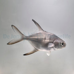 Trachinotus goodei - T.B.