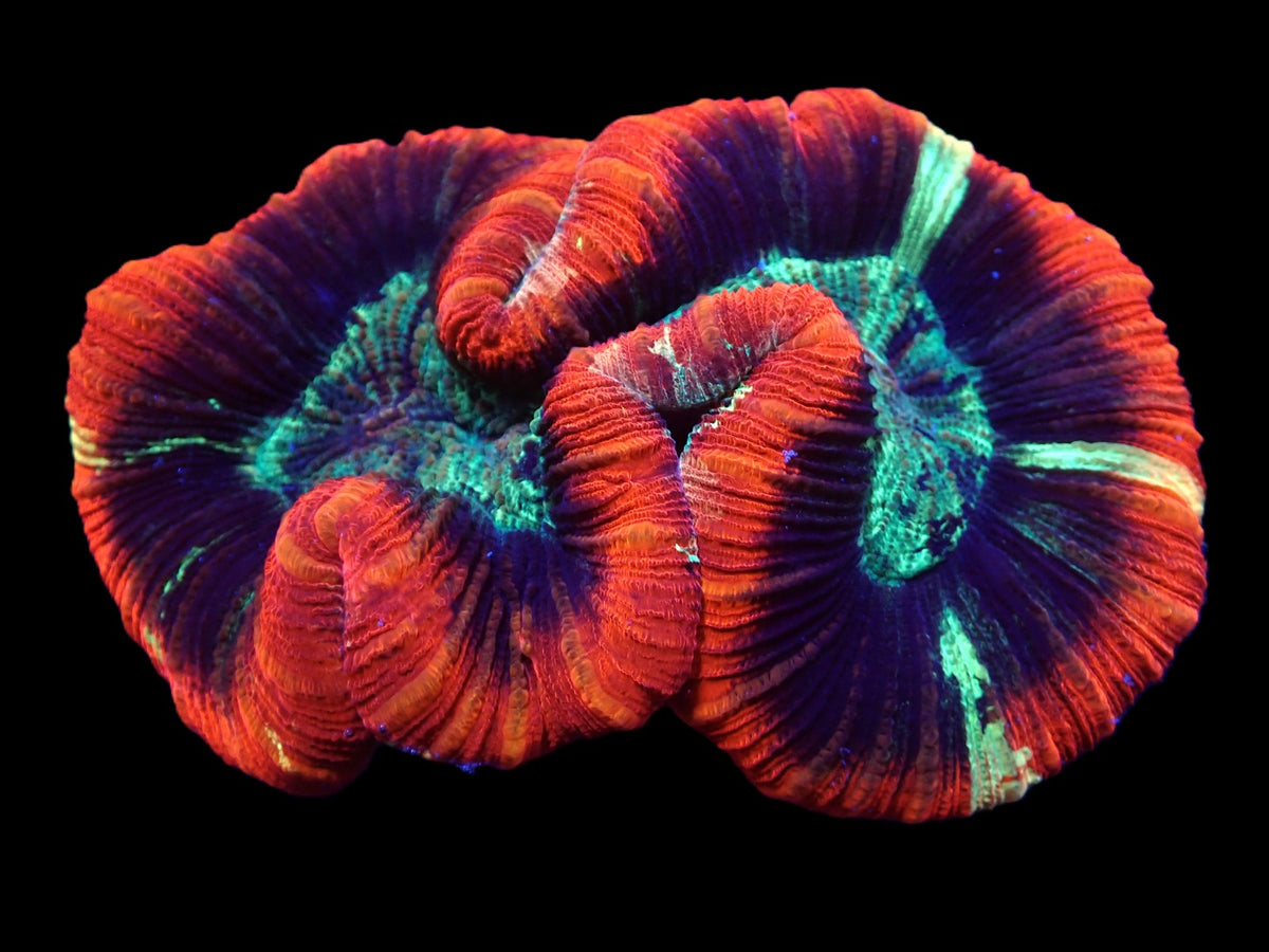 Trachyphyllia spp. (Premium)