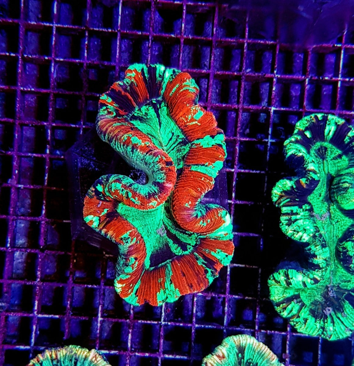 Trachyphyllia spp. (Bleeding Apple)