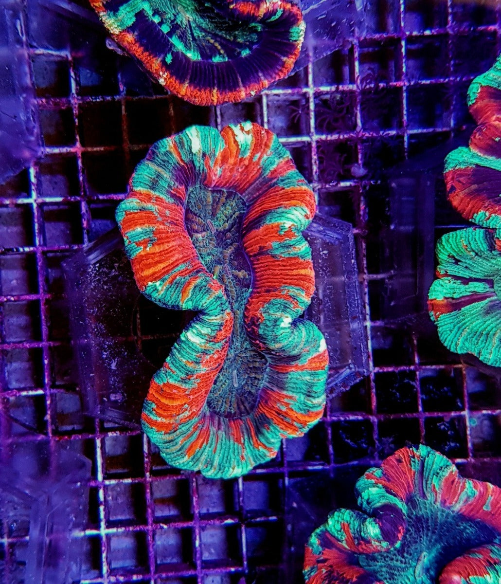 Trachyphyllia spp. (Bleeding Apple)