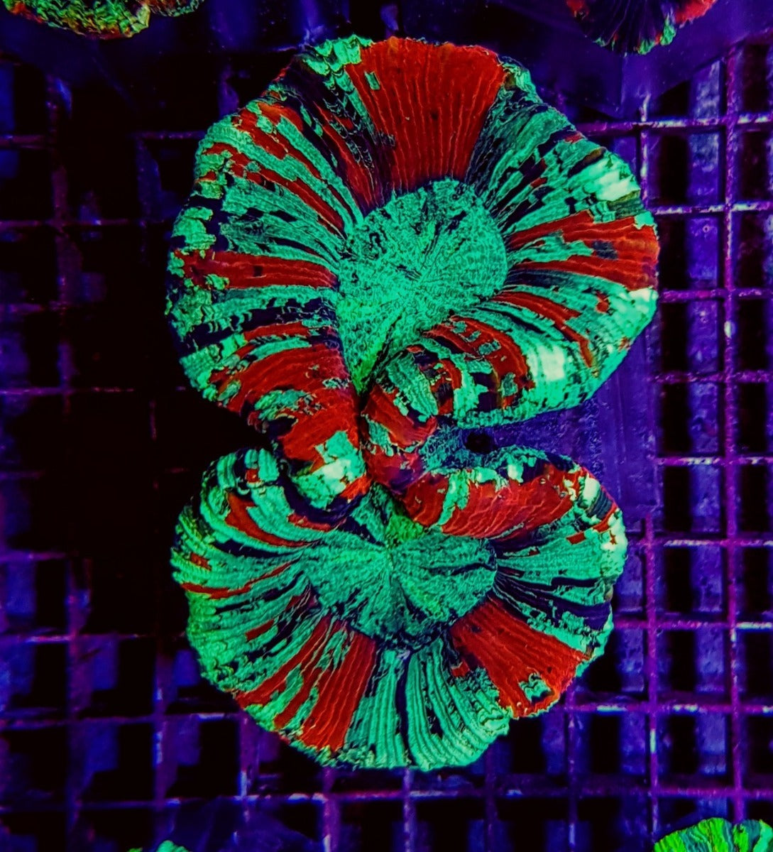 Trachyphyllia spp. (Bleeding Apple)