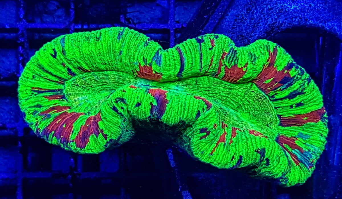 Trachyphyllia spp. (Bleeding Apple)