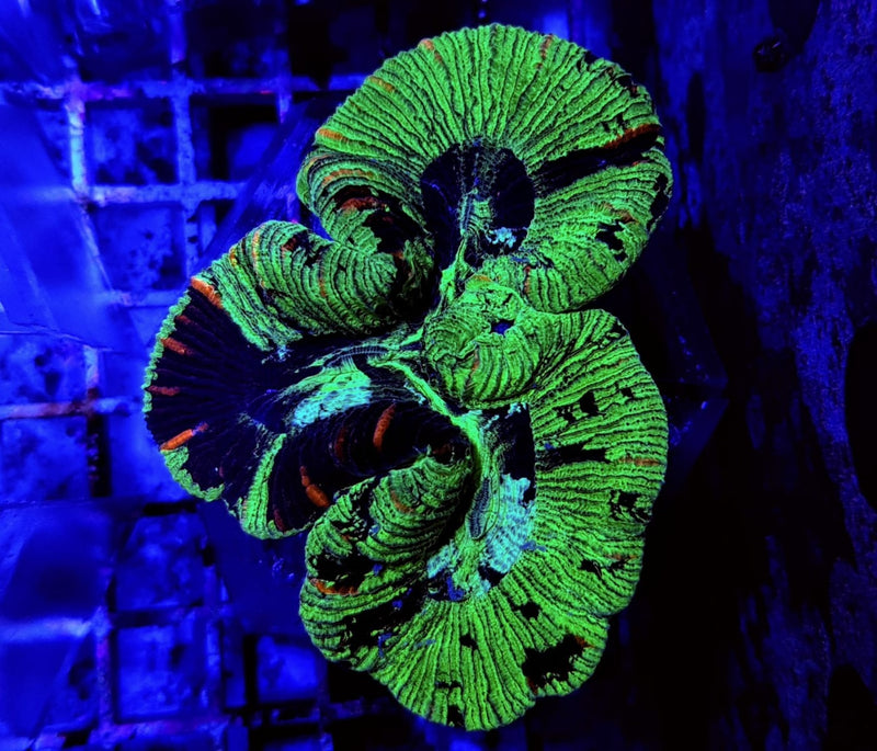 Trachyphyllia spp. (Green)