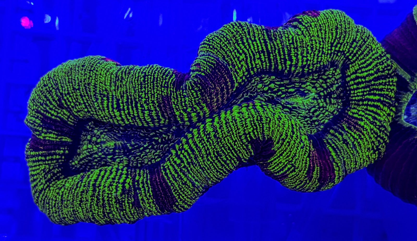 Trachyphyllia spp. (Green)