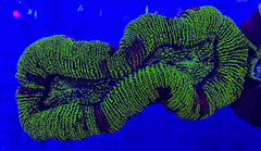 Trachyphyllia spp. (Green)