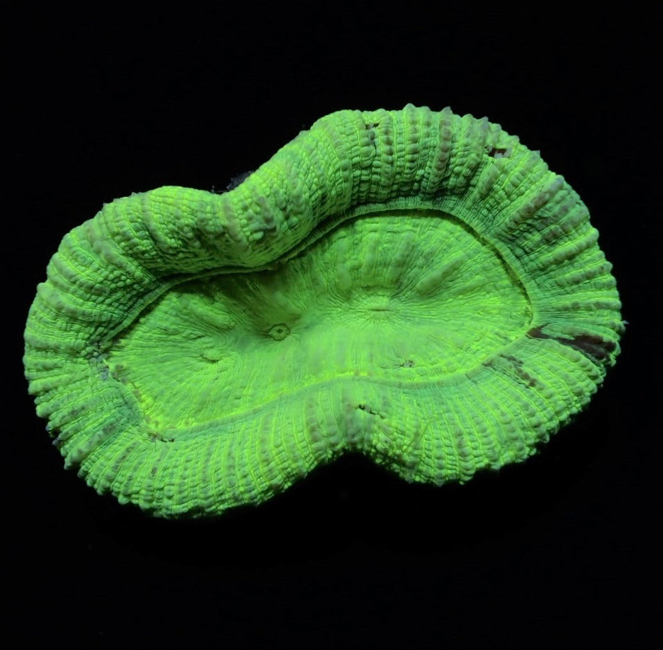 Trachyphyllia spp. (Green)
