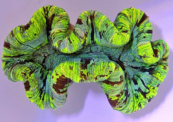 Trachyphyllia spp. (Green) (Ultra)