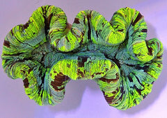Trachyphyllia spp. (Green) (Ultra)