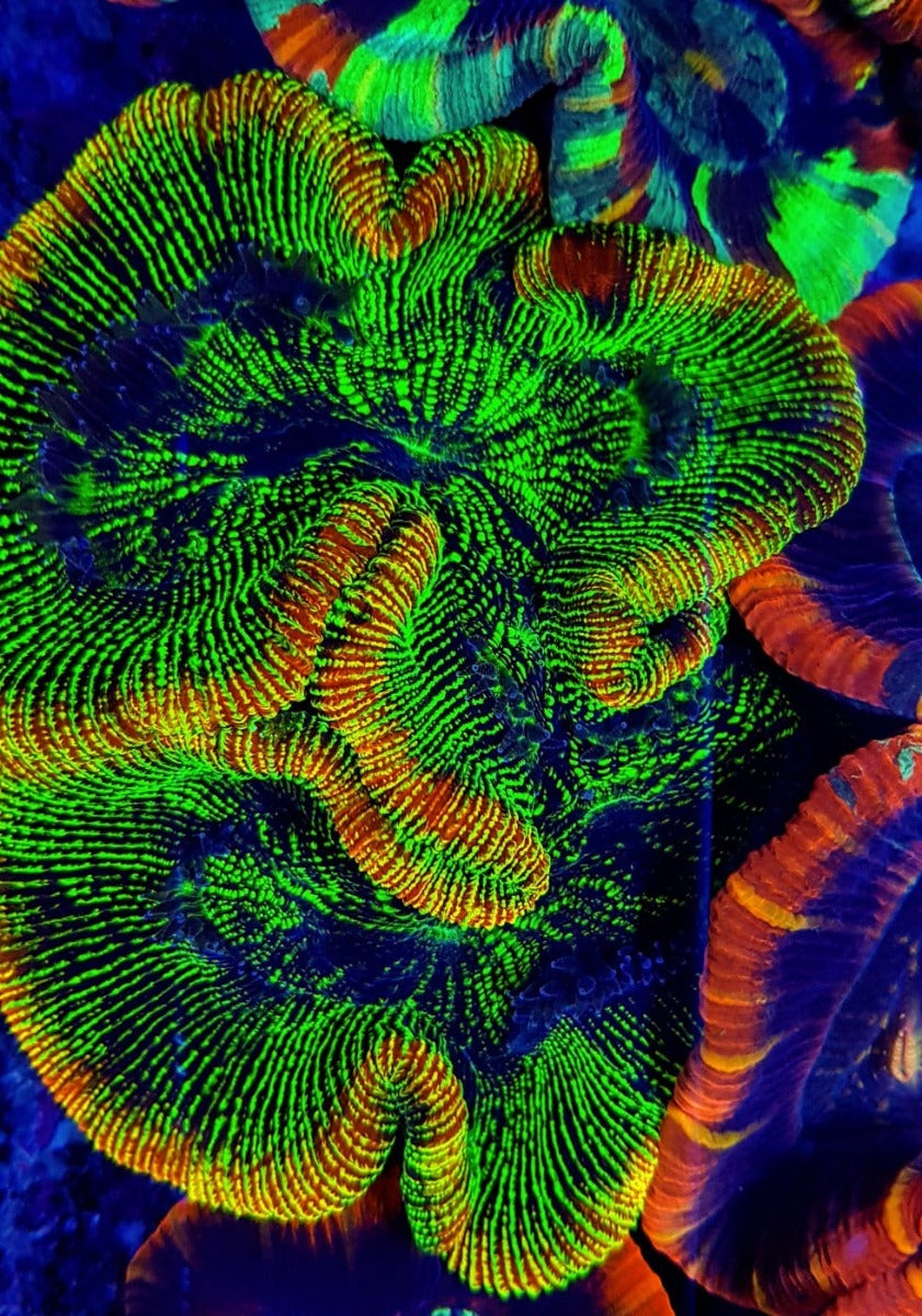 Trachyphyllia spp. (Green) (Ultra)