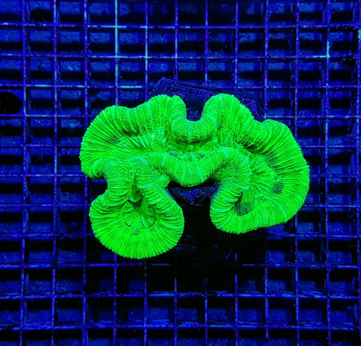 Trachyphyllia spp. (Green) (Ultra)
