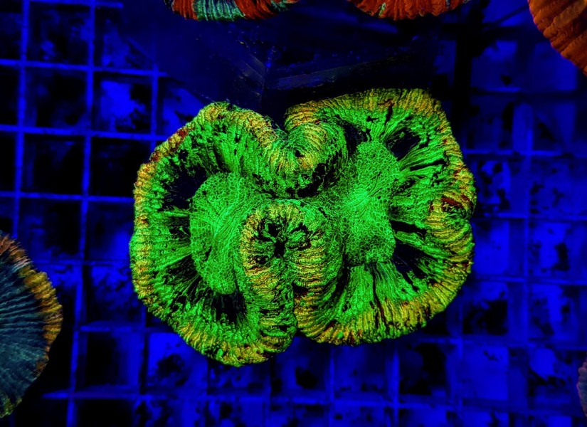 Trachyphyllia spp. (Green) (Ultra)