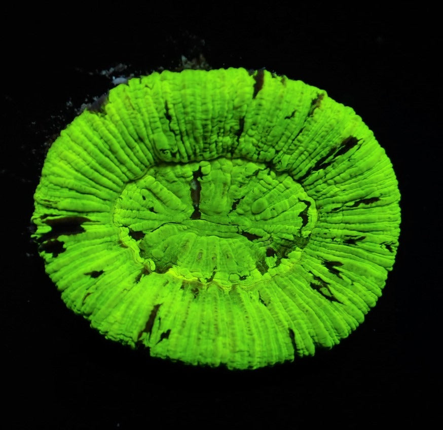 Trachyphyllia spp. (Green) (Ultra)
