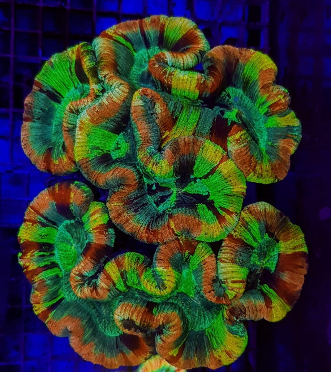 Trachyphyllia spp. (Master Grade)
