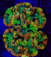 Trachyphyllia spp. (Master Grade)
