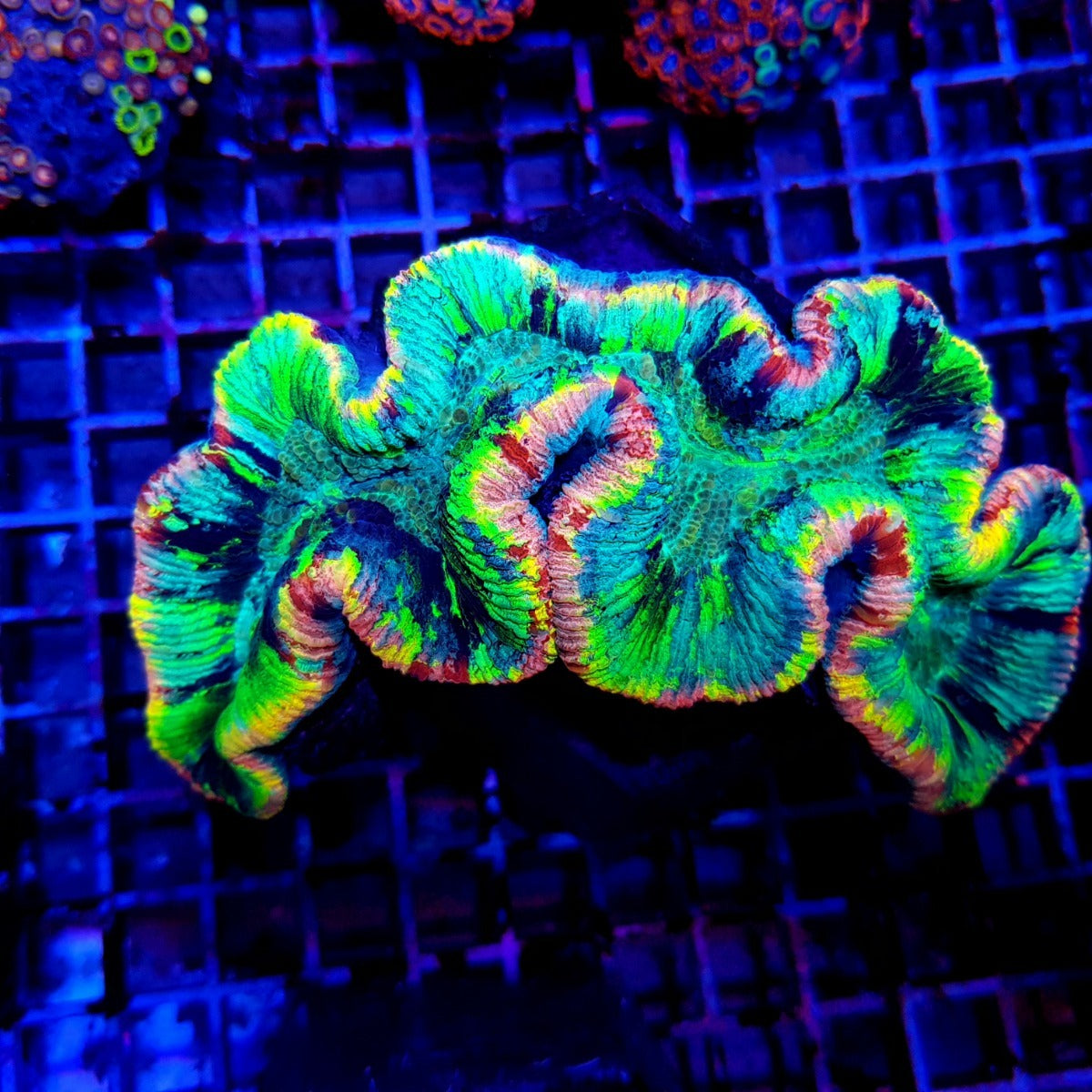 Trachyphyllia spp. (Master Grade)