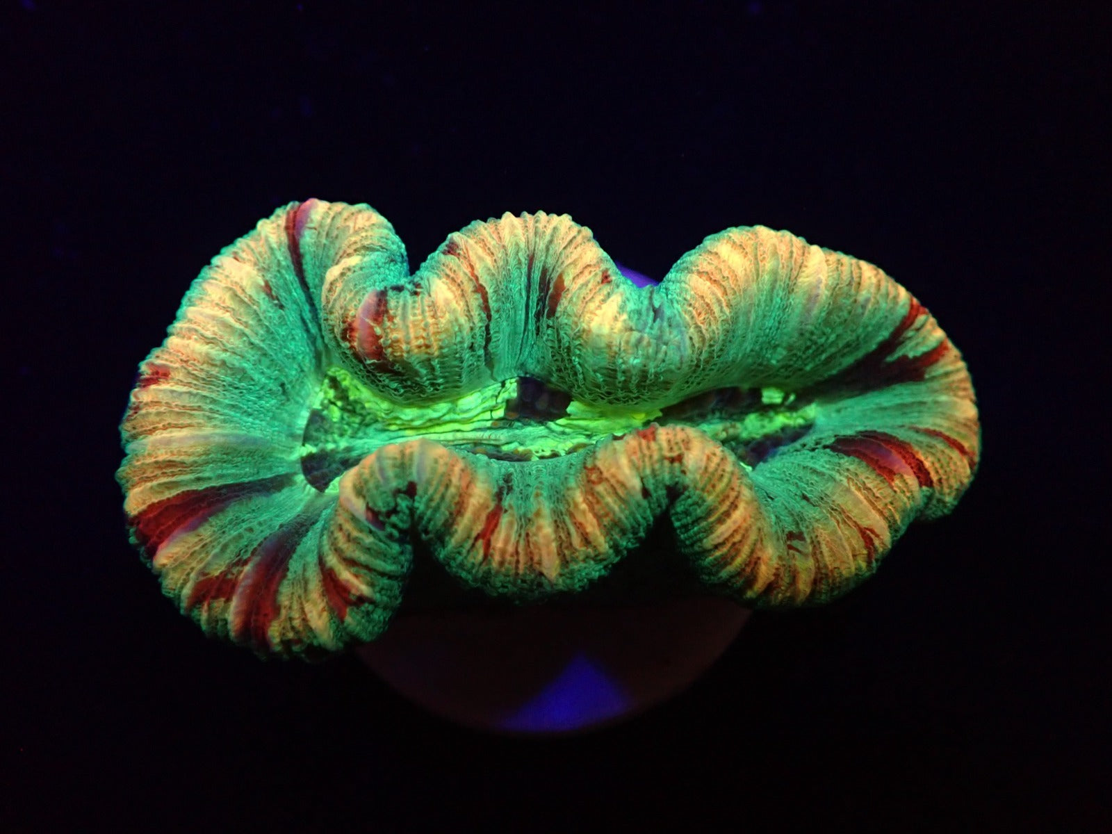 Trachyphyllia spp. (Rainbow)