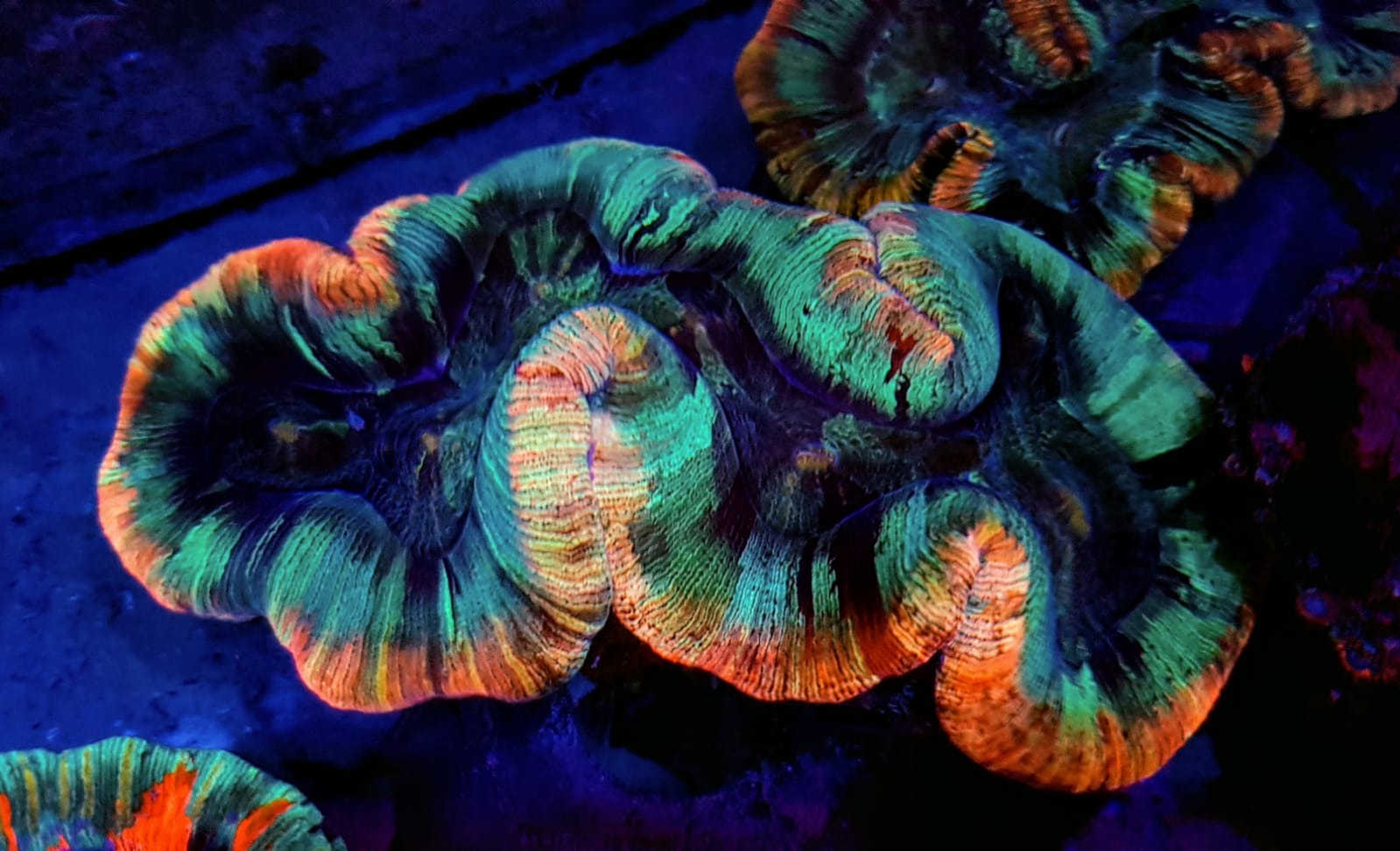 Trachyphyllia spp. (Rainbow)