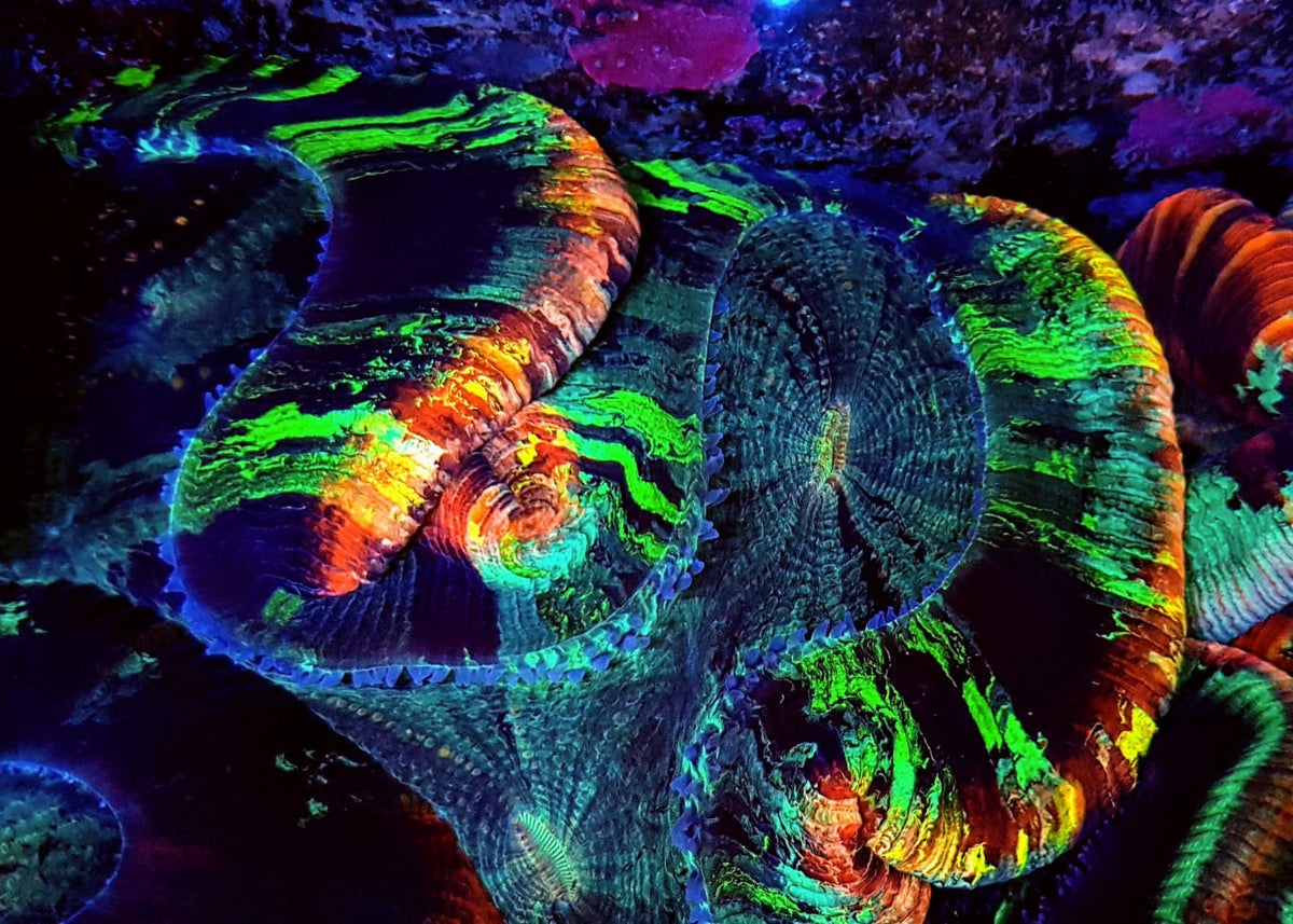 Trachyphyllia spp. (Rainbow) (Premium)